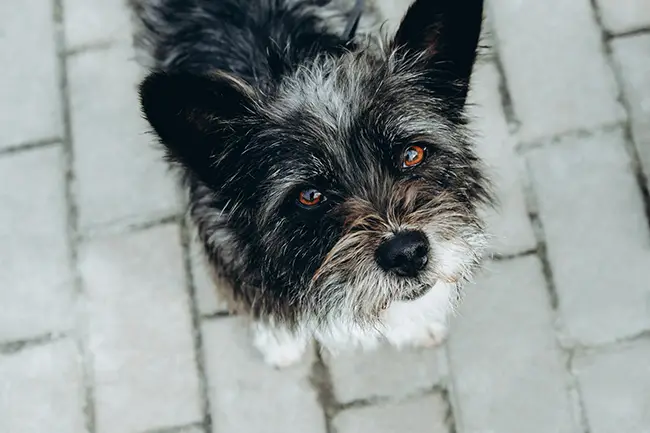 5 common eye conditions in dogs