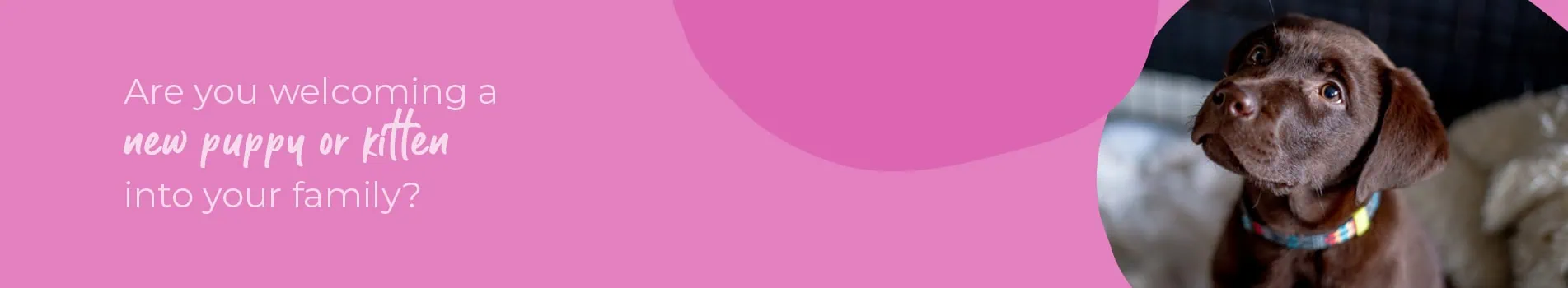 Start of Life for Your Puppy or Kitten