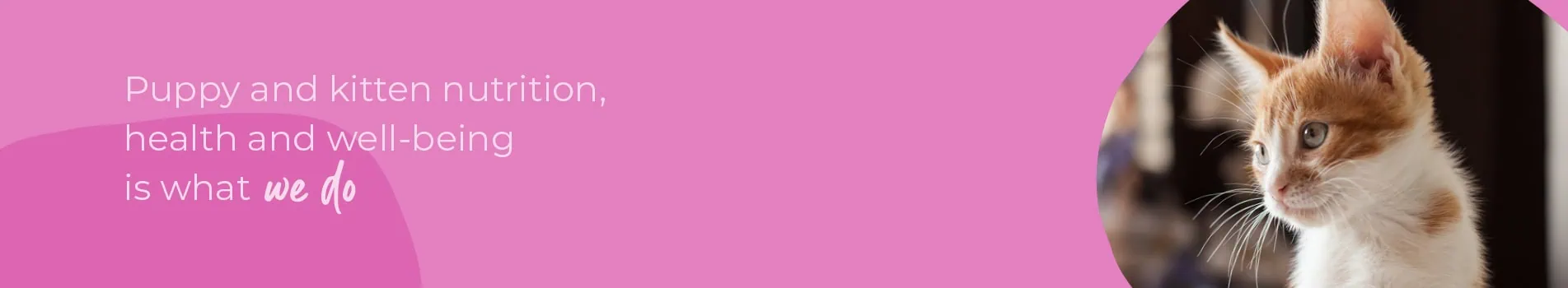 Start of Life for Your Puppy or Kitten