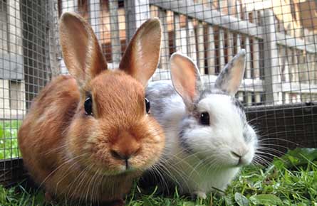 Rabbit Dental Care in chesterfield and staveley