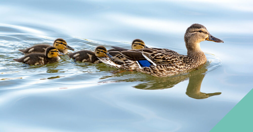 A group of ducks swimming