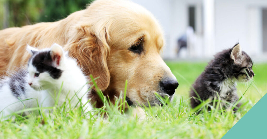 Dog and two cats sitting on grass