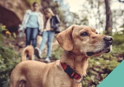walking dog