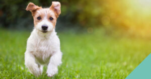 Dog running in grass