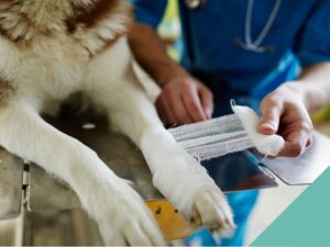 A dog having his paw bandaged