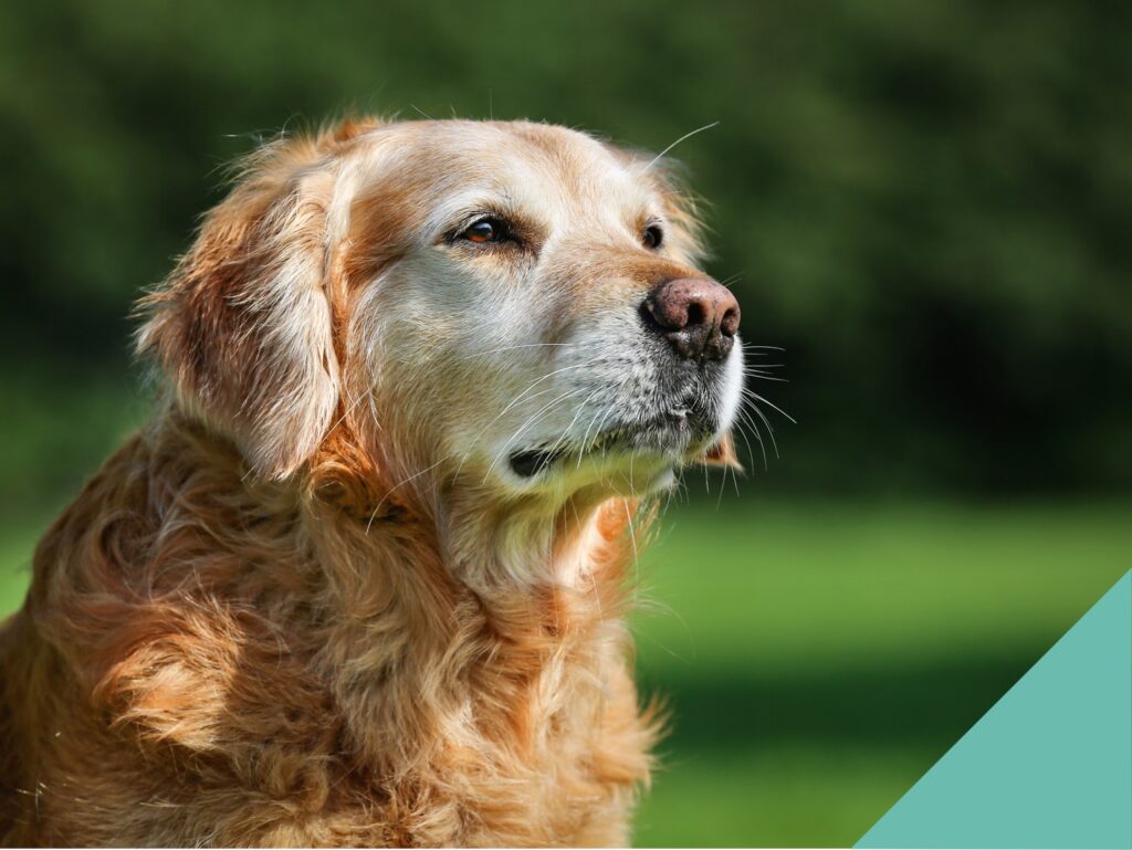A senior golden labrador
