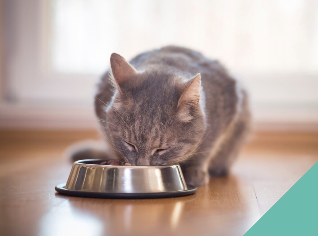 Cat eating from metal bowl