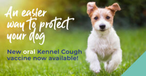 An easier way to protect your dog - new oral kennel cough vaccine now available