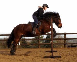 A rider and a horse jumping