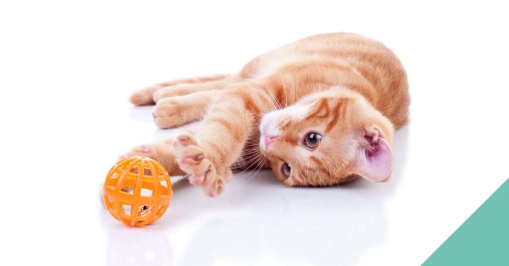 Cat playing with toy
