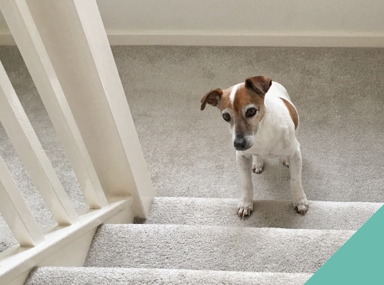 Dog at the bottom of the stairs