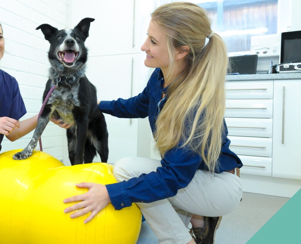 A dog going through physiotherapy