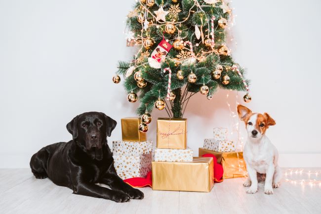 Two dogs at the bottom of a Christmas tree