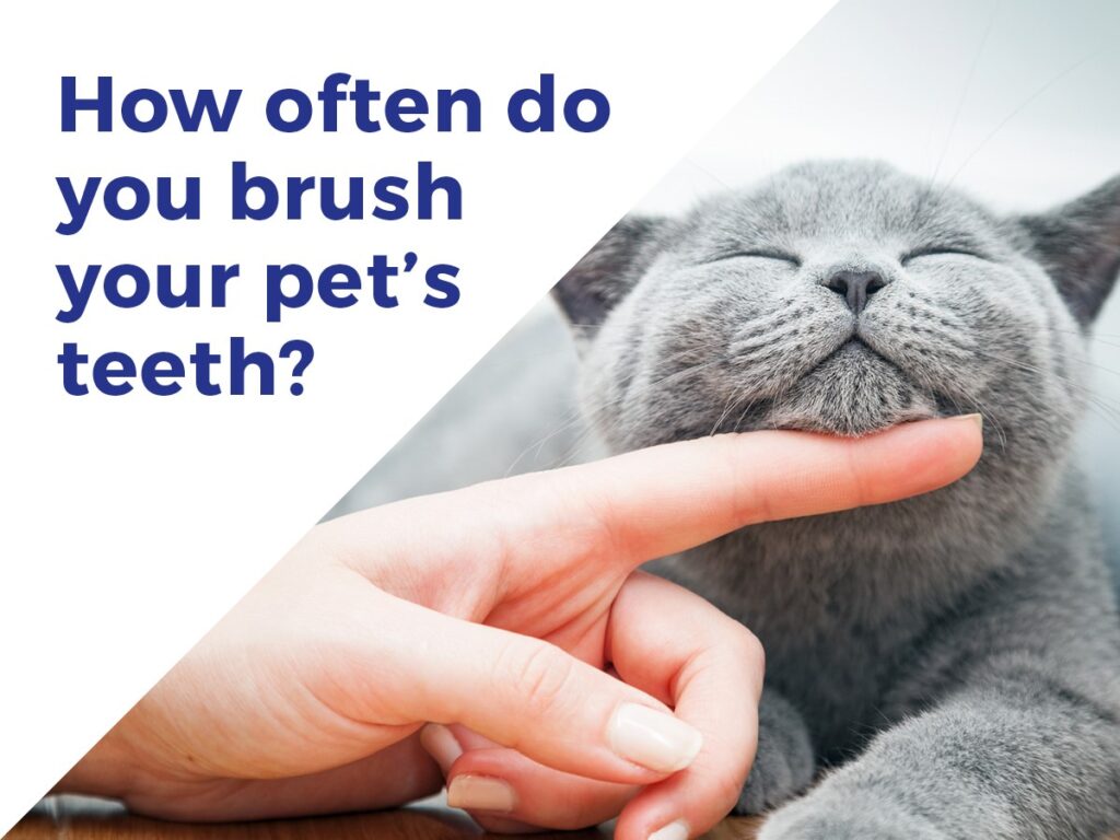 How often do you brush your pet's teeth?