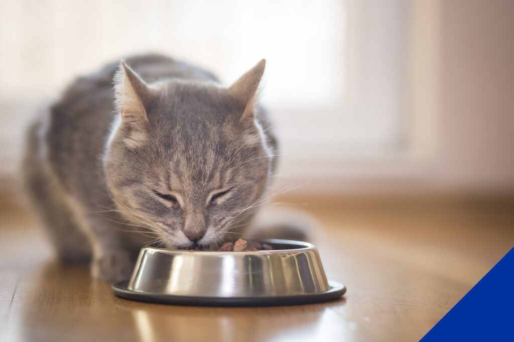 Cat eating out of bowl