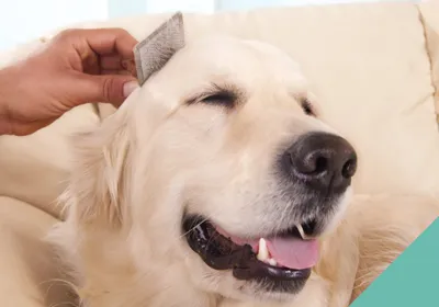 Grooming dog