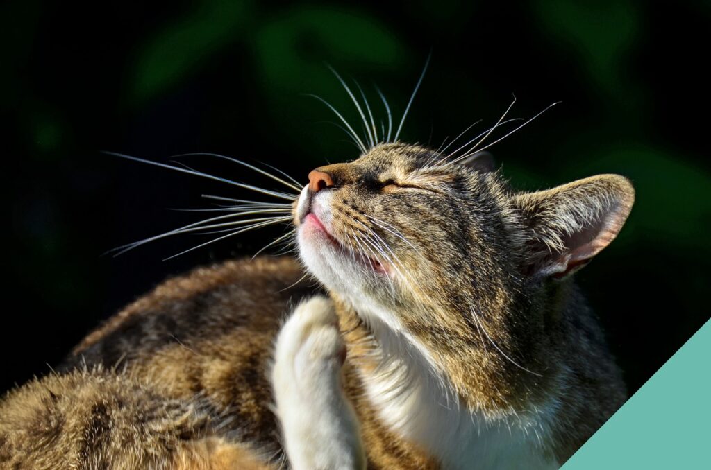 Cat looking up at the sun