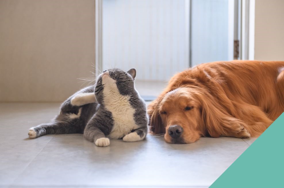 A dog and cat lying down together