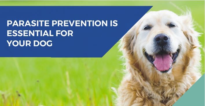 Parasite prevention infographic