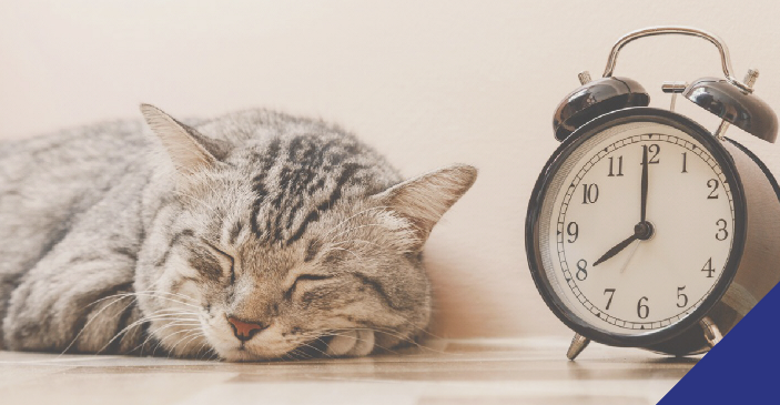 Cat sleeping next to alarm clock