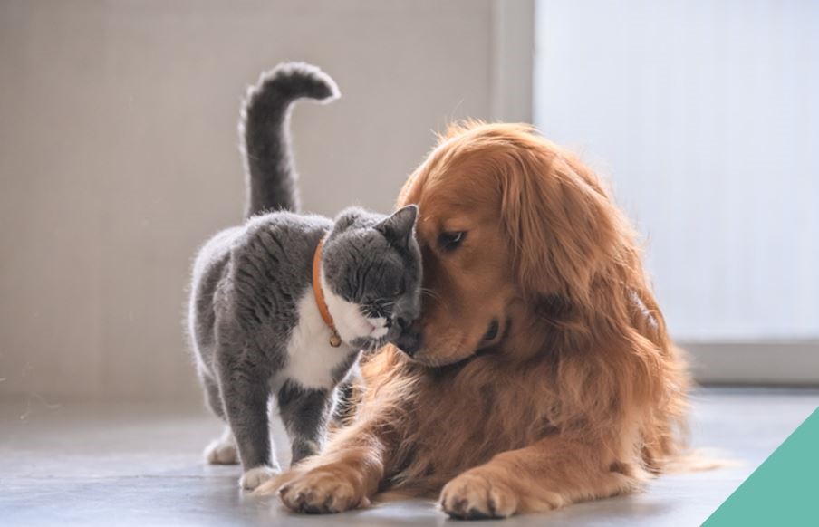 A cat and a dog rubbing heads
