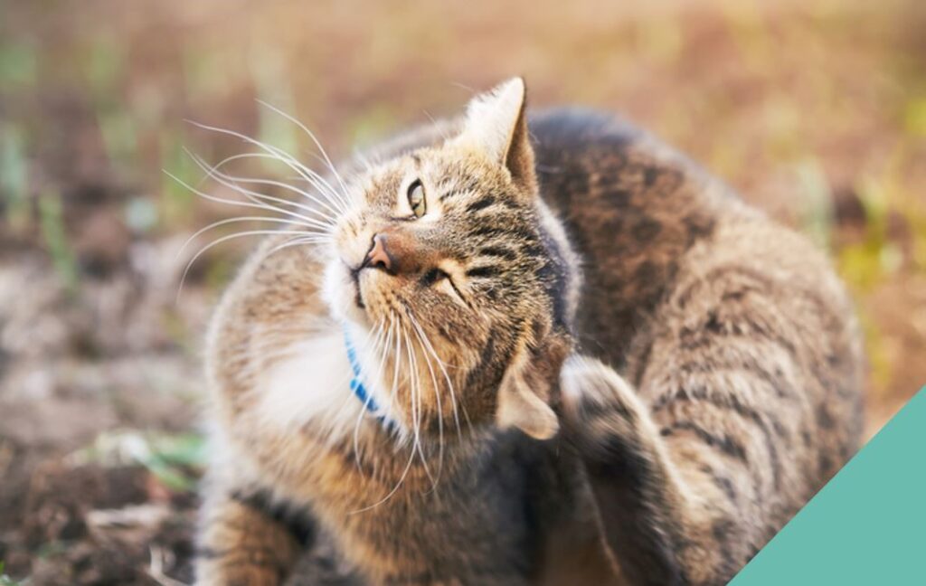 Cat scratching their ear