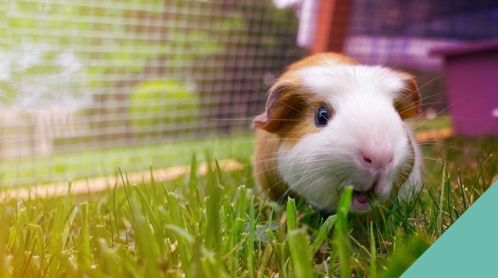 A close up of a guinea pig in a hutch