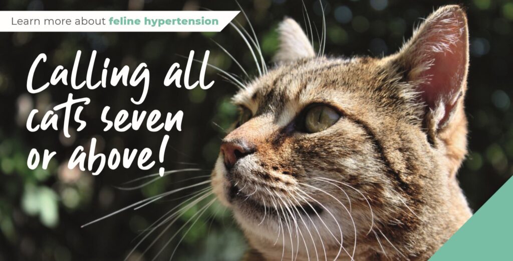 Calling all cats seven or above!