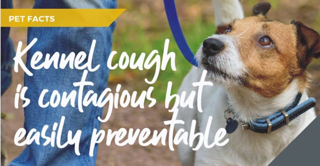 Kennel cough infographic