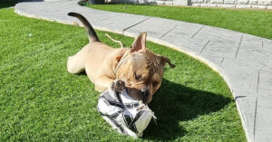 puppy undergoes surgery at chapel house vets in chesterfield