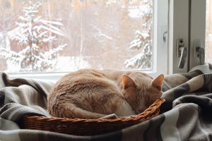 Cat sleeping by window with snow outside