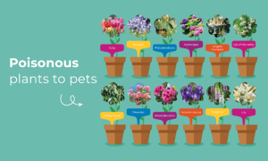 Poisonous plants to pets infographic