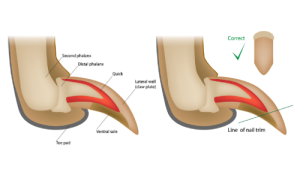 Correct way to trim pet claws