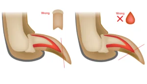 Incorrect way to trim pet claws