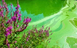 Blue green algae