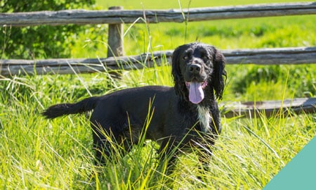 how to remove ticks advice