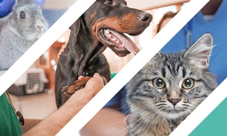 World Veterinary Day