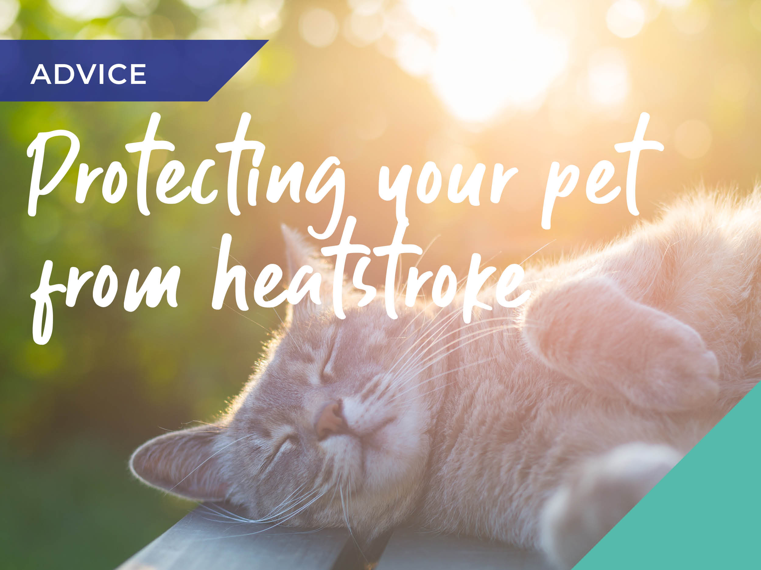 Protecting your pet from heatstroke