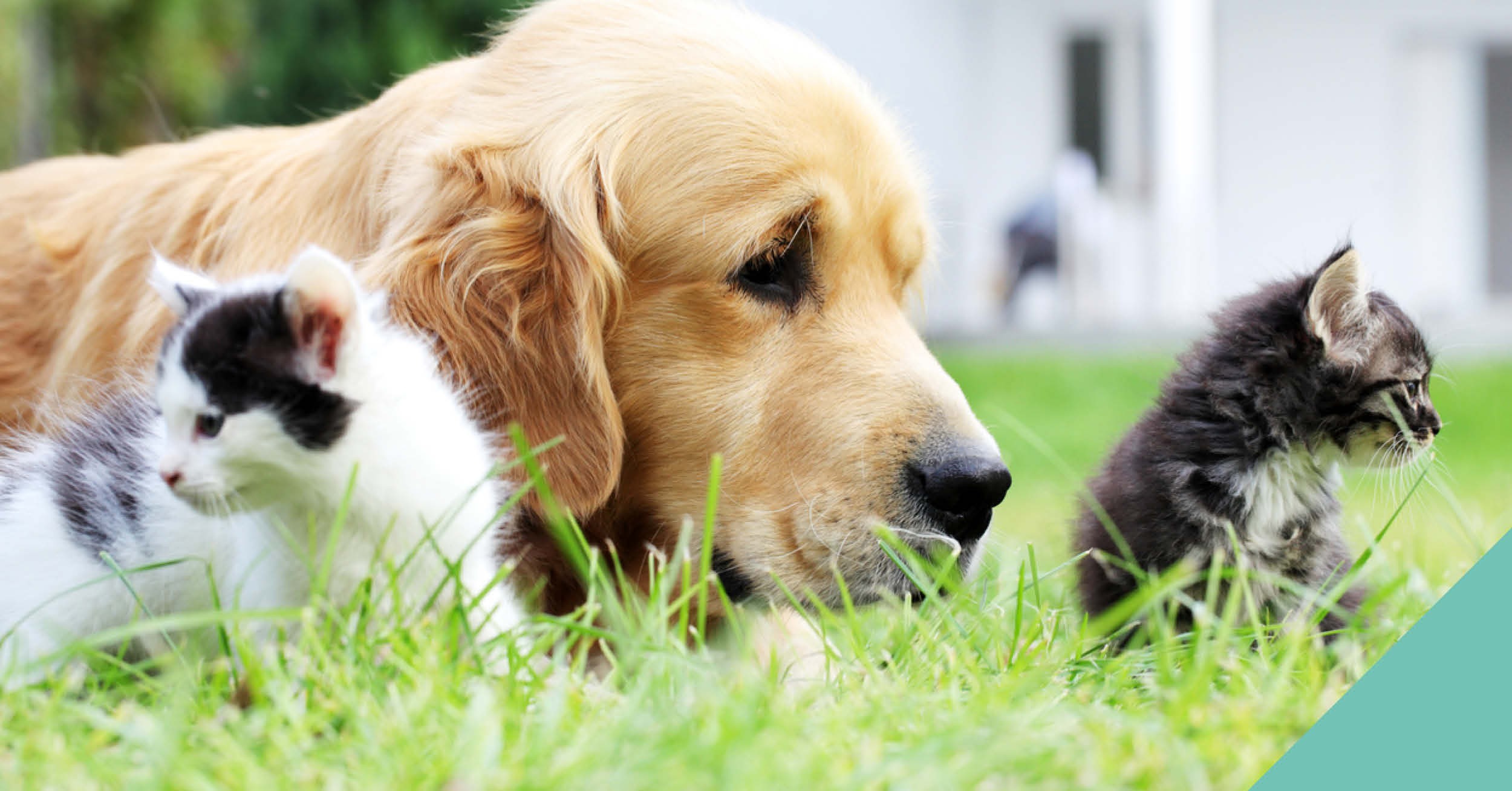 Dog and 2 cats sitting on grass