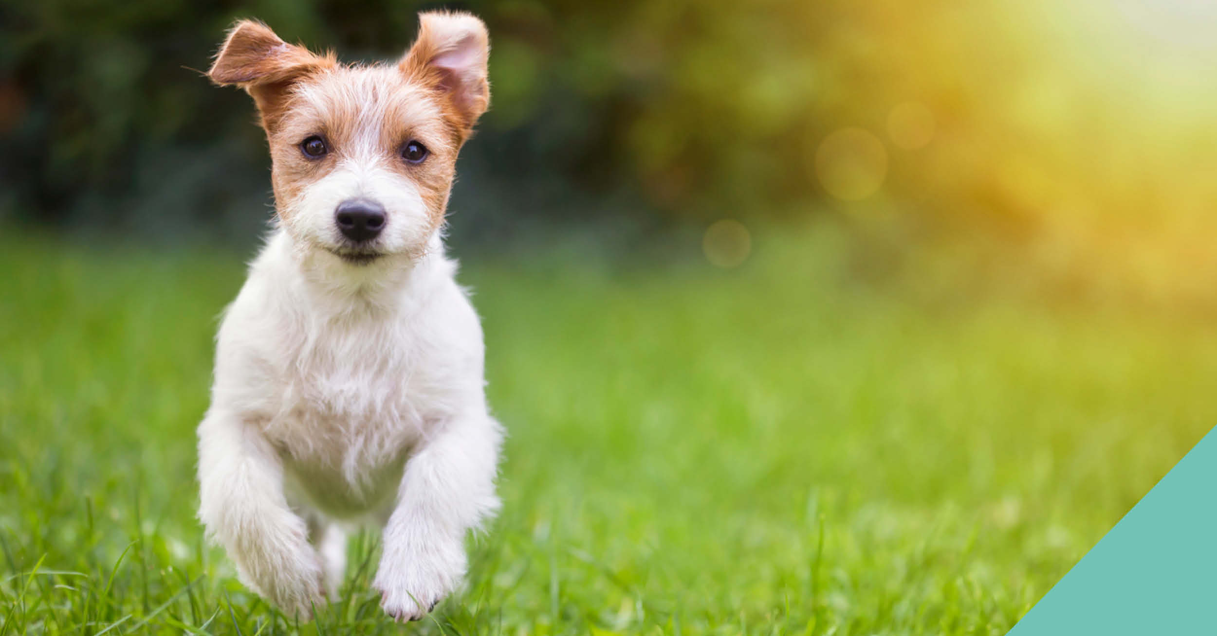 Dog running in grass