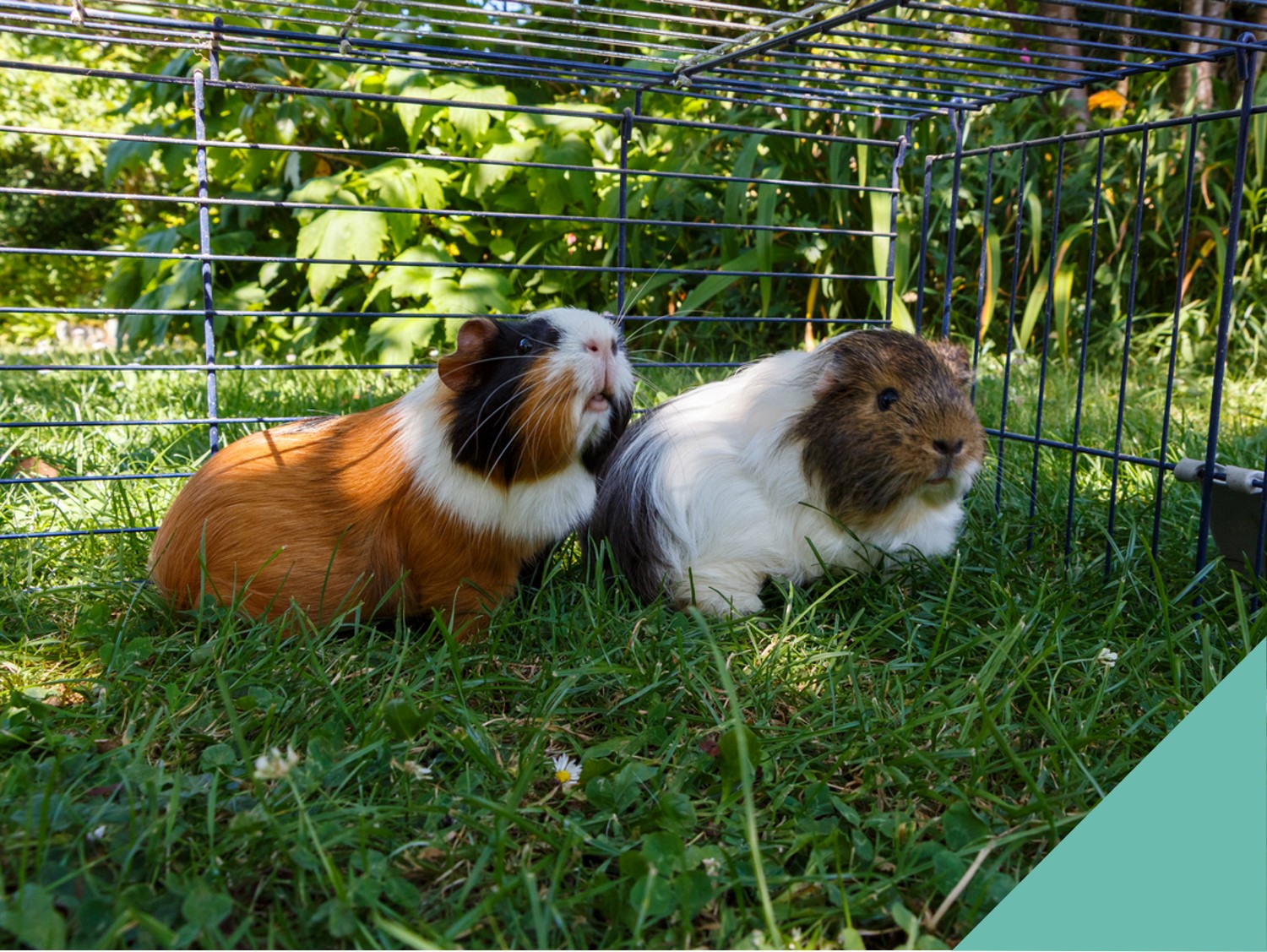 Two Guinea Pigs sitting happily on grass together