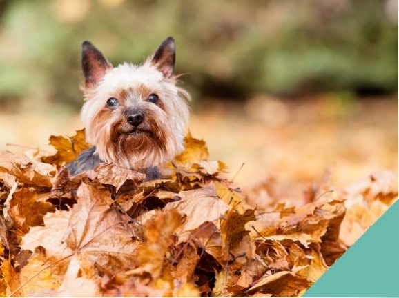 Dog sitting in pile of autumn leaves