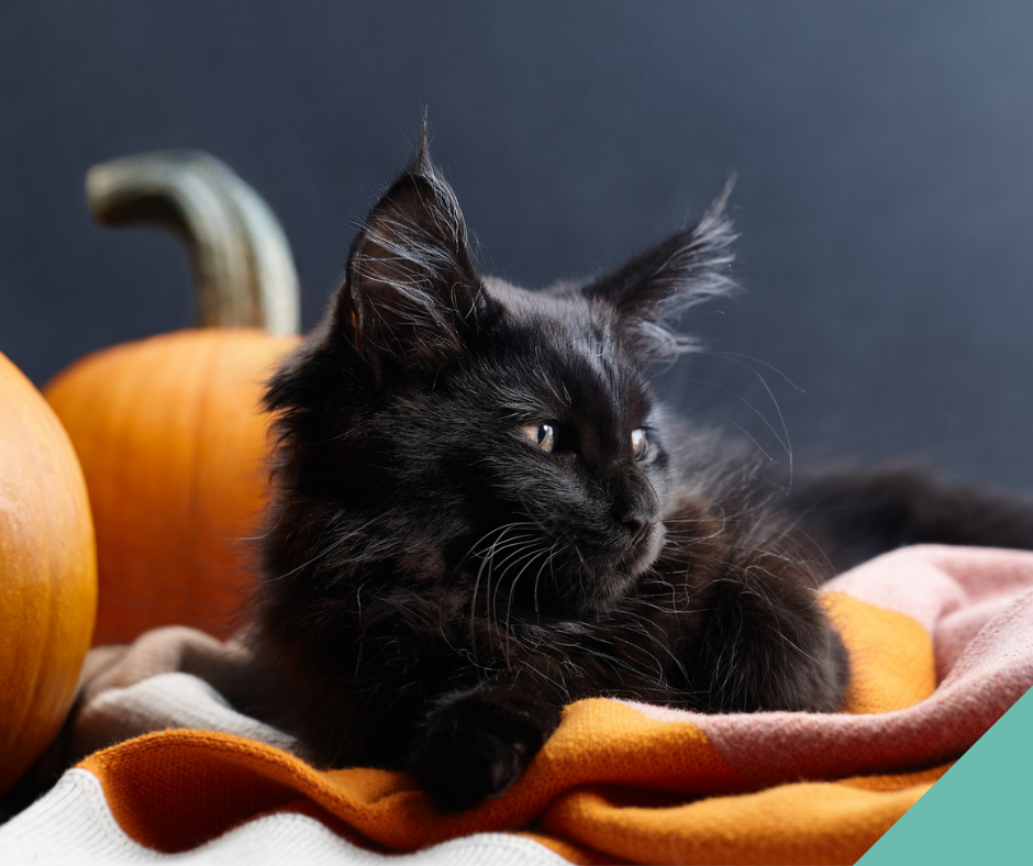 A black cat sitting near some pumpkins