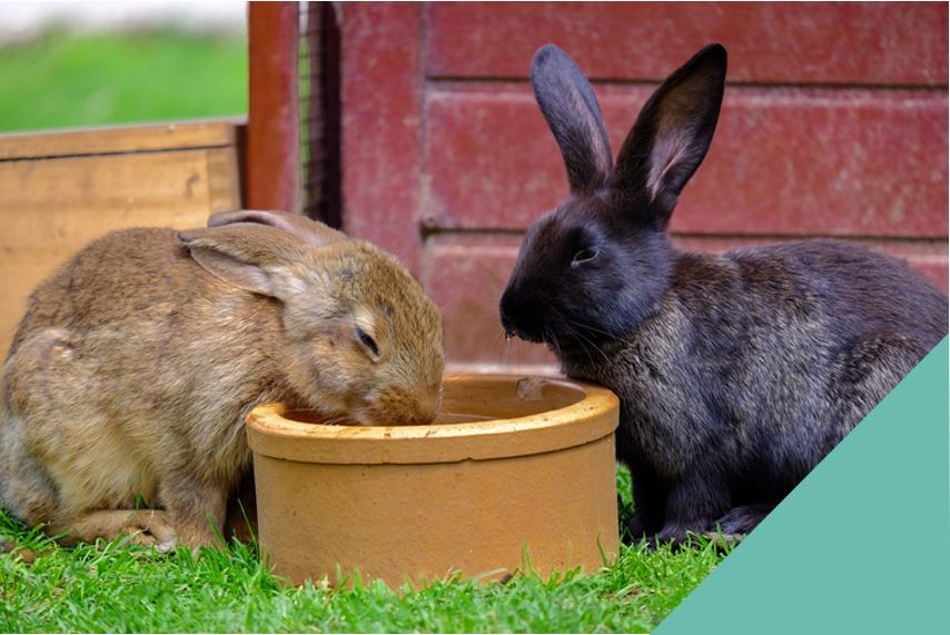 Two rabbits eating from a bowl
