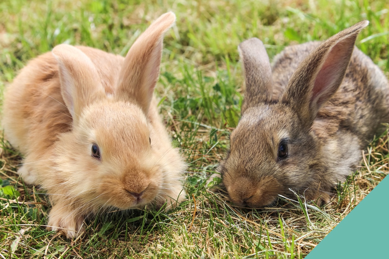 Two rabbits eating grass on a field