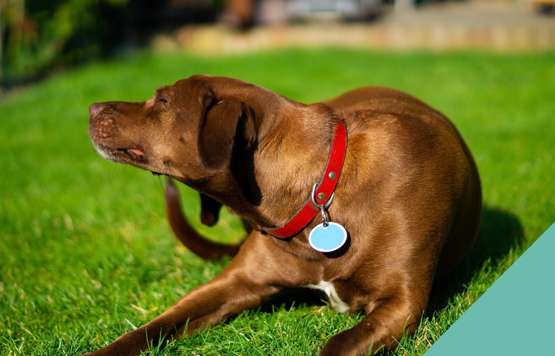 A dog scratching itself