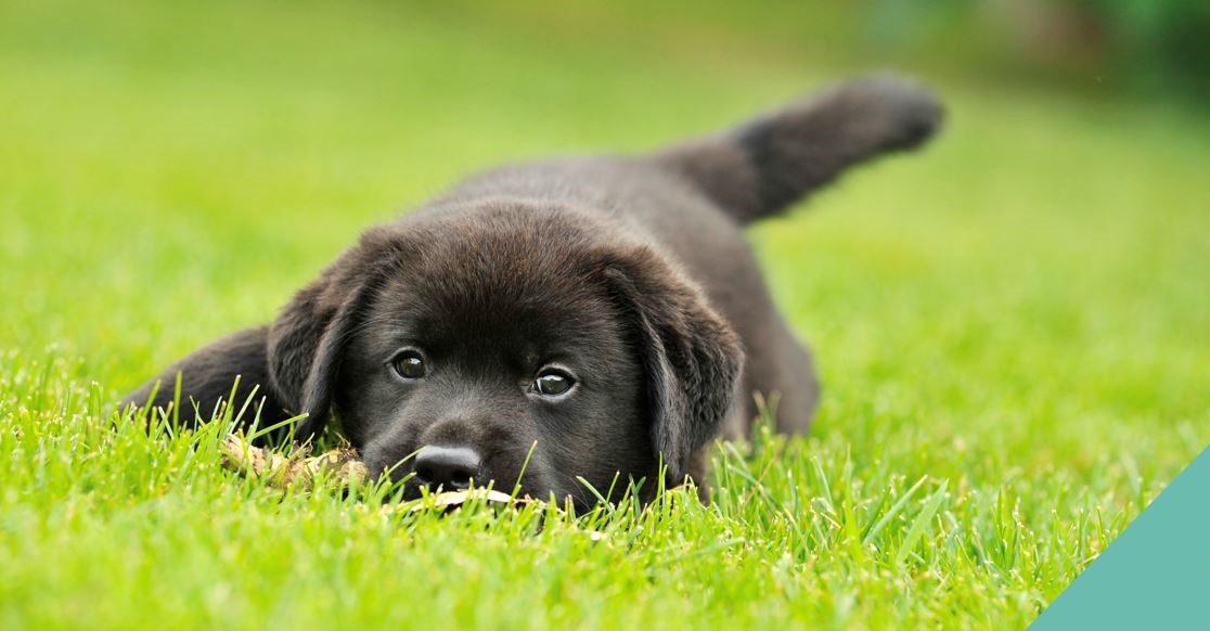 Black puppy laying in grass