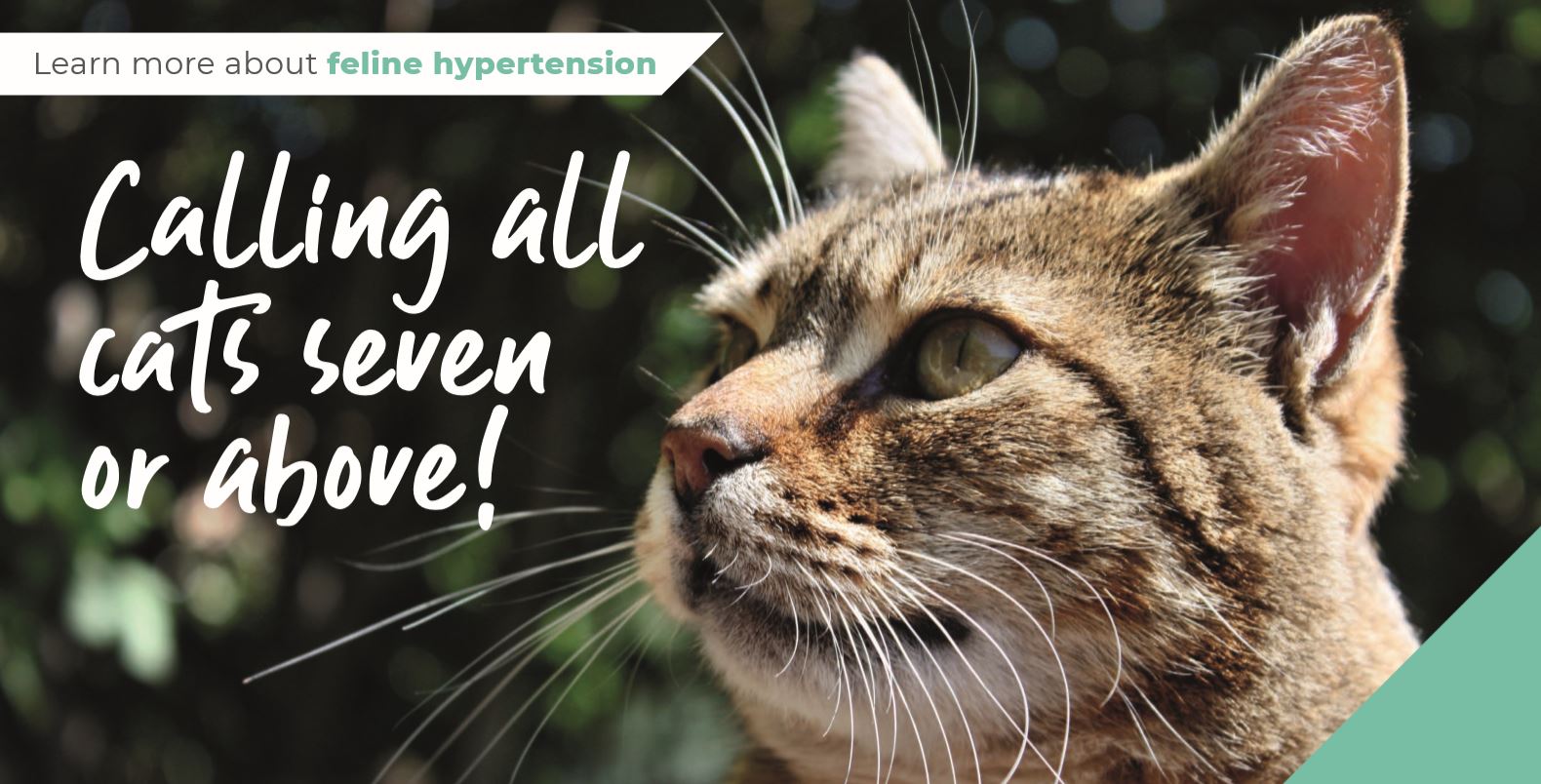 Calling all cats seven or above!