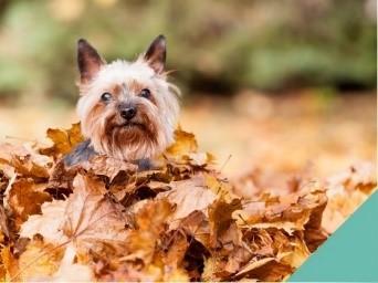 A dog sitting in a pile of leaves