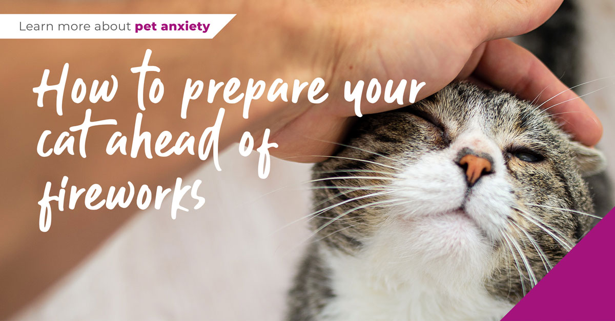 Prepare your cat ahead of fireworks season